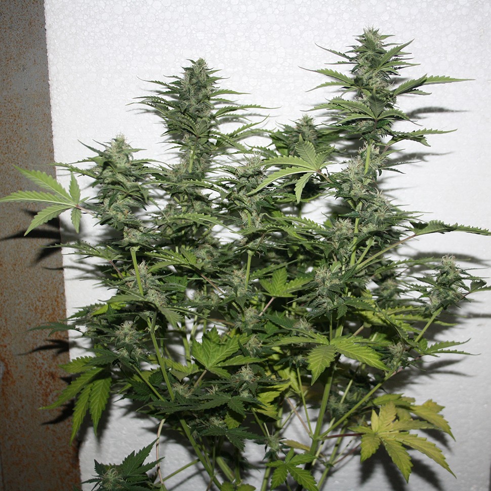 купить семена конопли в оригинальных упаковках White Widow feminised
