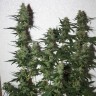 купить качественные семена конопли White Widow feminised