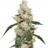 купить семена сортовой конопли White Widow feminised