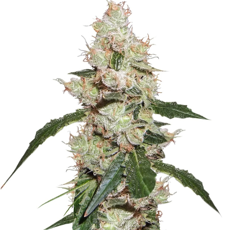 Семена ганжа  White Widow feminised Ganja Seeds