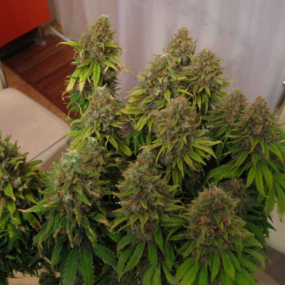Качественные семена конопли White Widow feminised Ganja Seeds