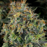 Семена  Thinker feminised Ganja Seeds