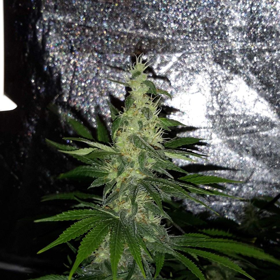 Семена каннабиса  Mazar x Euforia (Magicon) regular Ganja Seeds