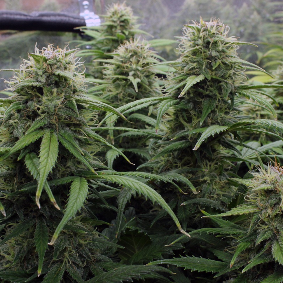 Семена каннабиса  Kenepshep feminised Bang Seeds