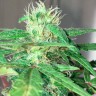 Феминизированные семена конопли Auto Mohan Ram feminised Ganja Seeds