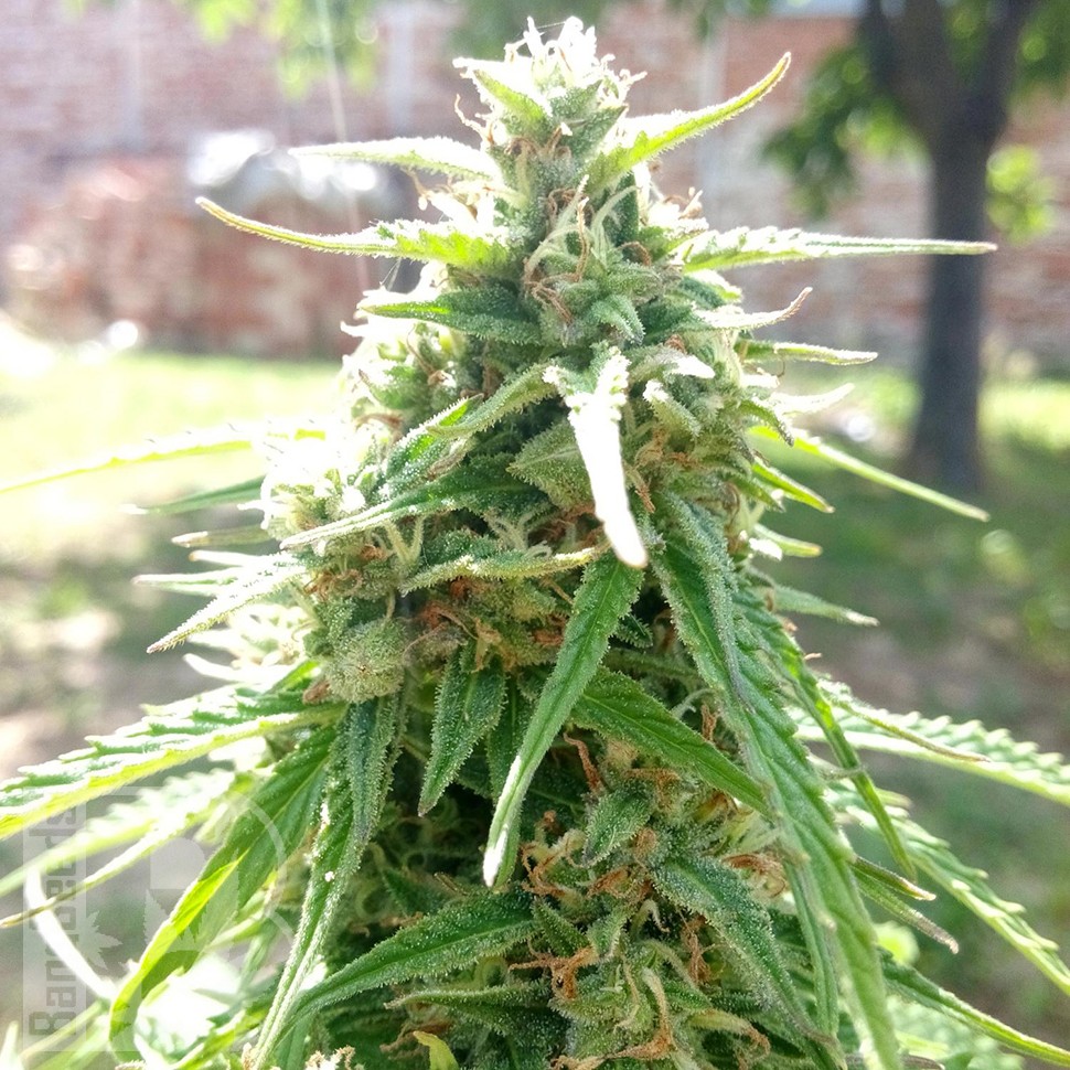 Himalaya Gold feminised Ganja Seeds