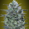 Himalaya Gold feminised Ganja Seeds
