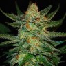Семена марихуаны  Grapefruit CBD feminised Ganja Seeds