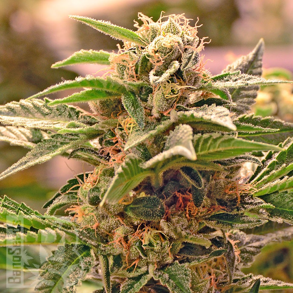 Семена марихуаны  Grapefruit CBD feminised Ganja Seeds