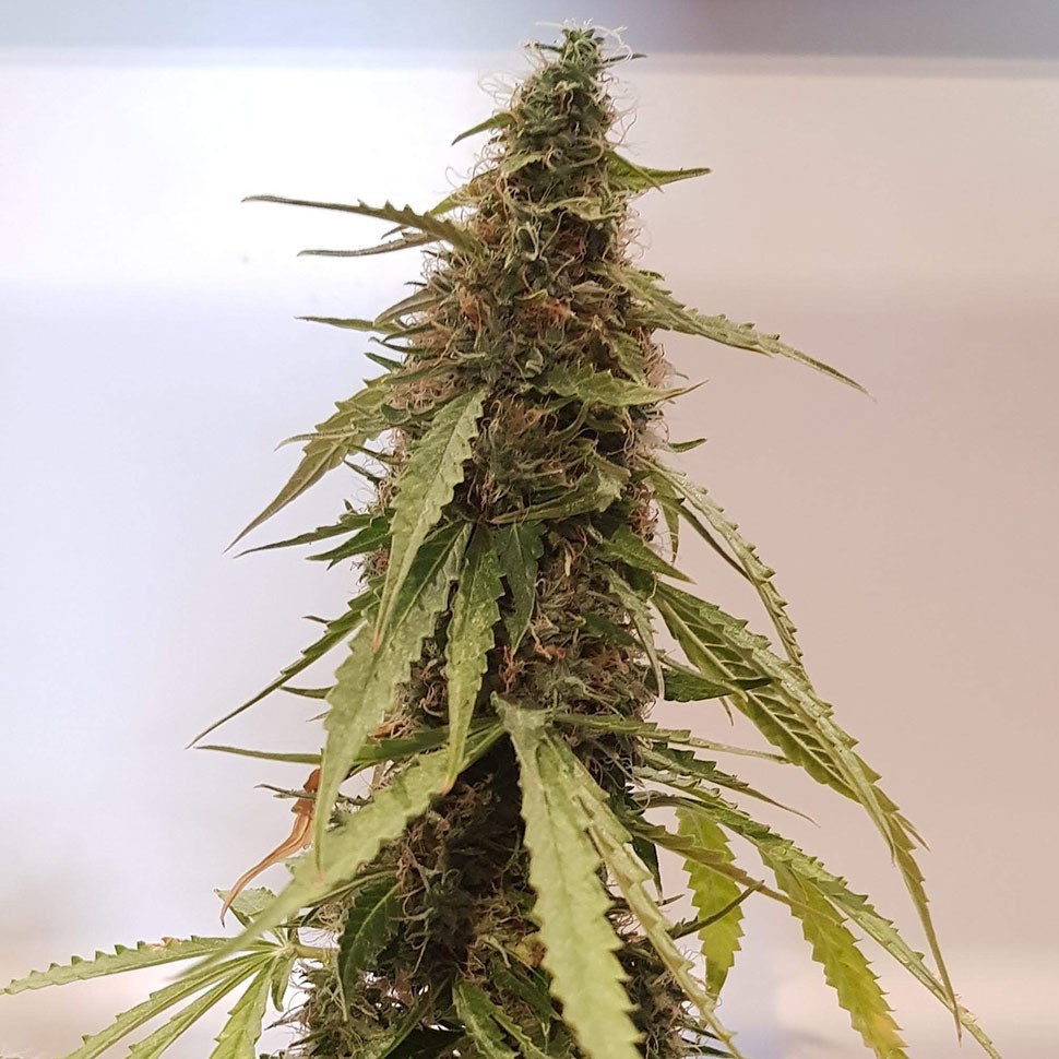 купить семена конопли феминизированные Auto New York Diesel feminised купить семена конопли феминизированные Auto New York Diesel feminised