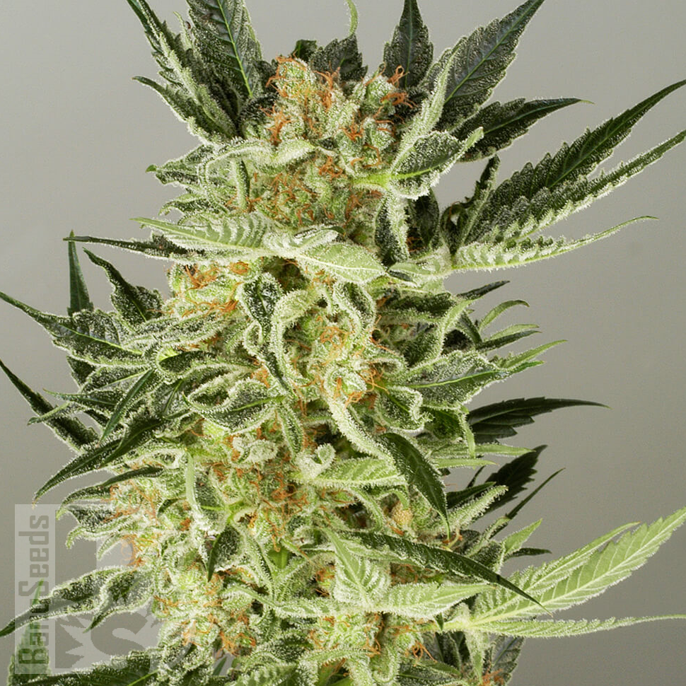 Семена  Auto Baiterek feminised Bang Seeds