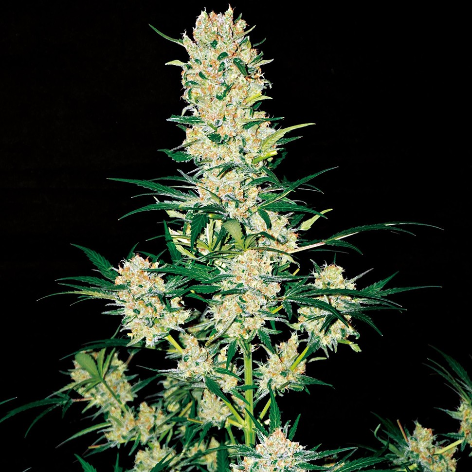 Семена конопли  Khan Tengri feminised Bang Seeds