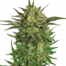 Семена конопли  Khan Tengri feminised Bang Seeds