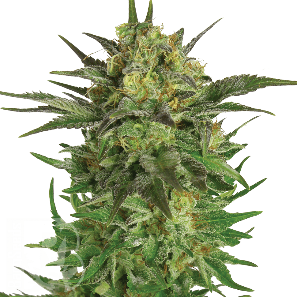 Семена конопли  Khan Tengri feminised Bang Seeds