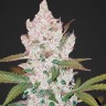 Семена конопли  Khan Tengri feminised Bang Seeds