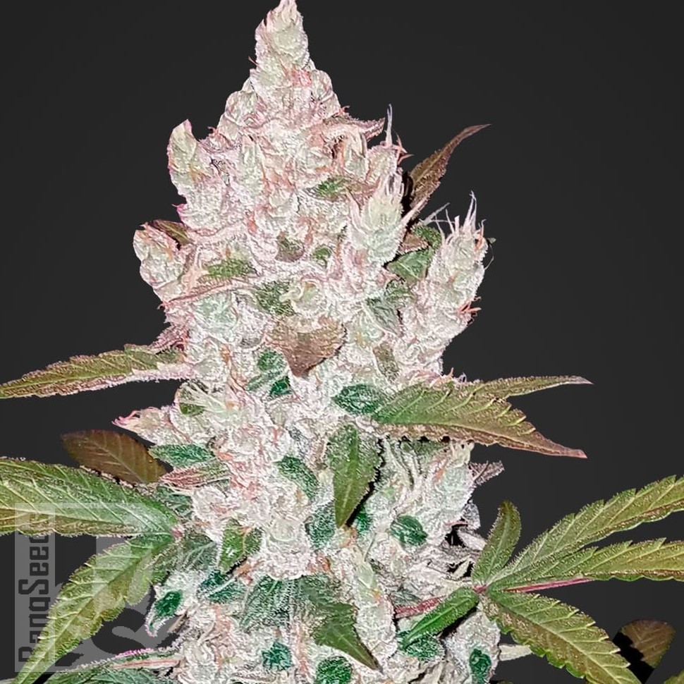 Семена конопли  Khan Tengri feminised Bang Seeds