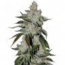 Семена конопли  Khan Tengri feminised Bang Seeds
