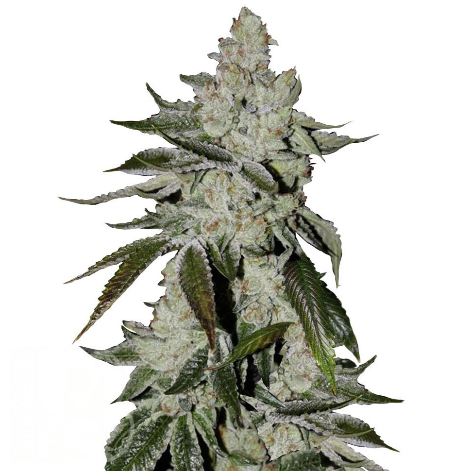 Семена конопли  Khan Tengri feminised Bang Seeds