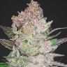 Семена конопли  Khan Tengri feminised Bang Seeds