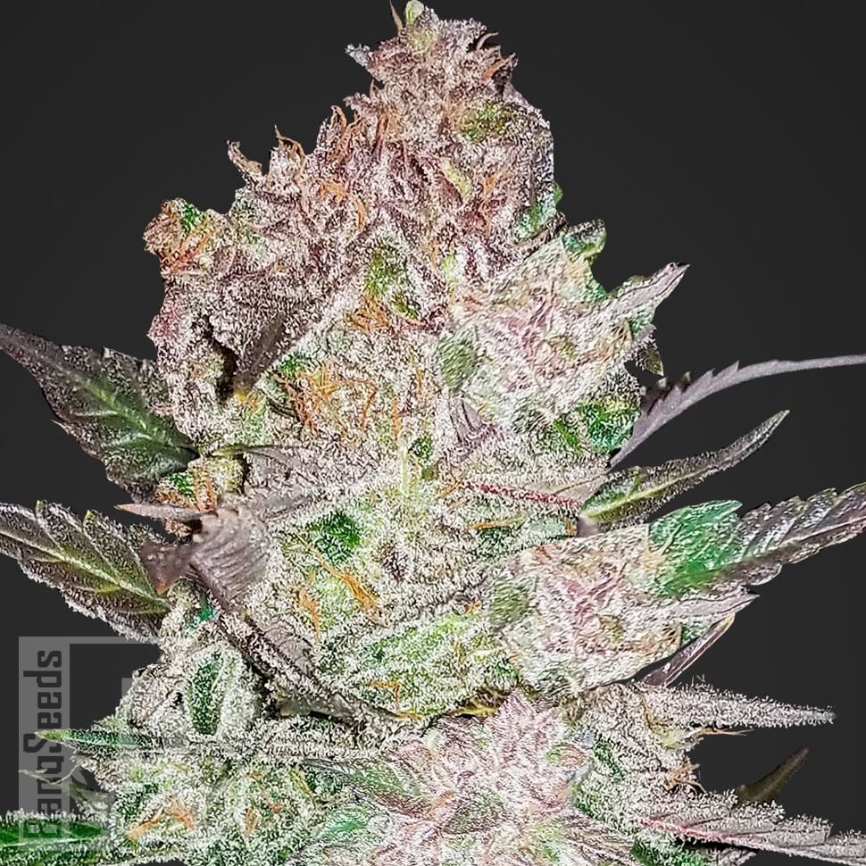 Семена конопли  Khan Tengri feminised Bang Seeds