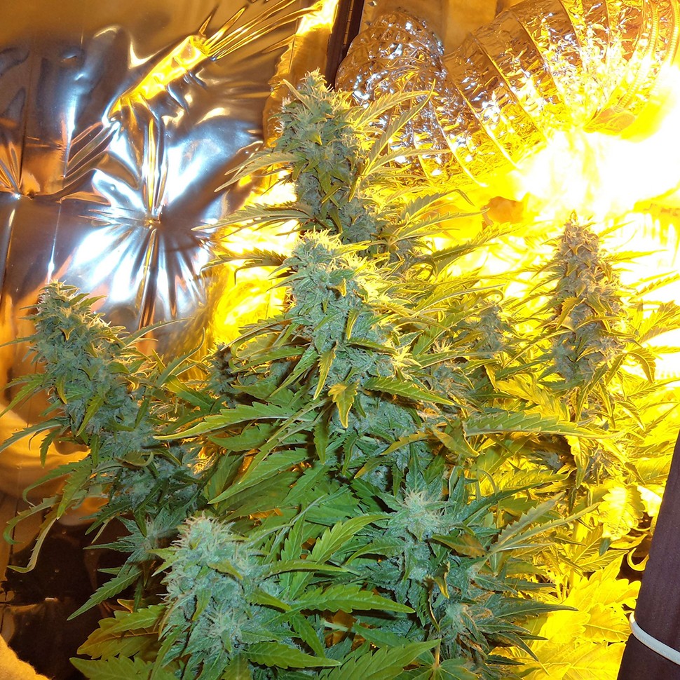 Семена  Auto Easy Ryder feminised Ganja Seeds