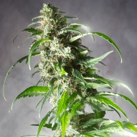 Jack Herer CBD feminised Ganja Seeds