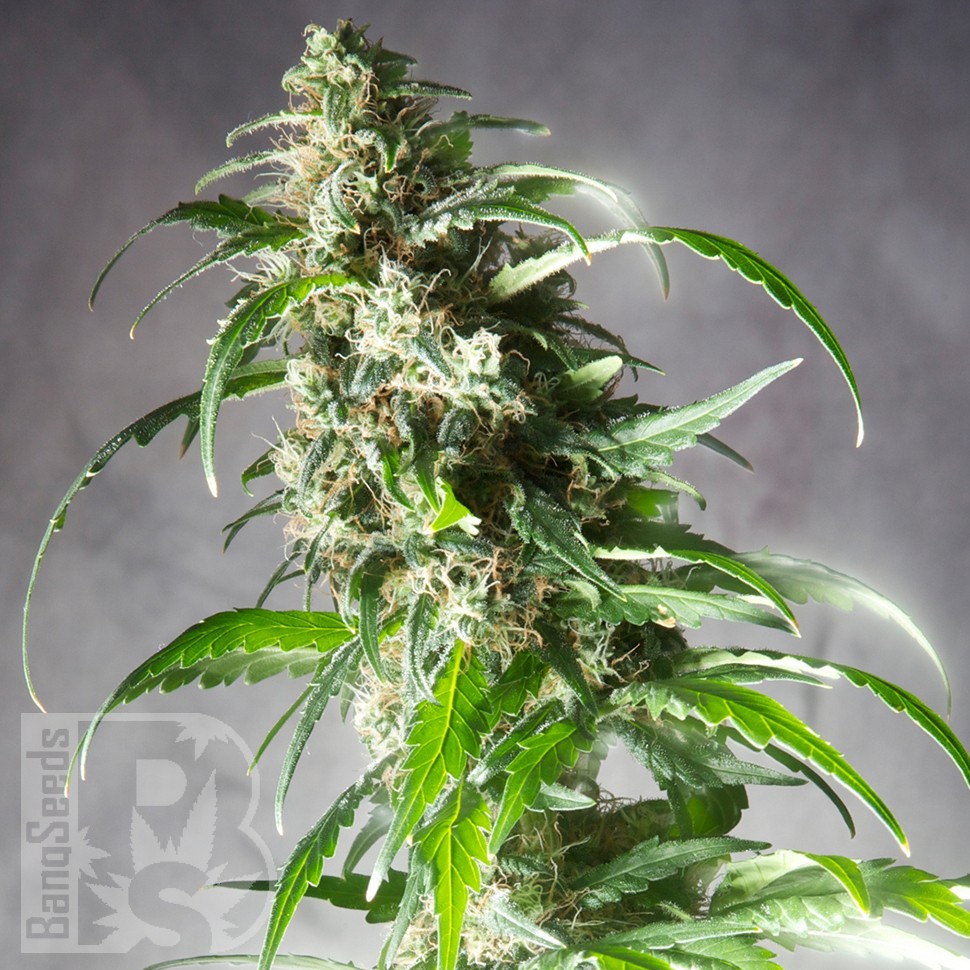 Jack Herer CBD feminised Ganja Seeds
