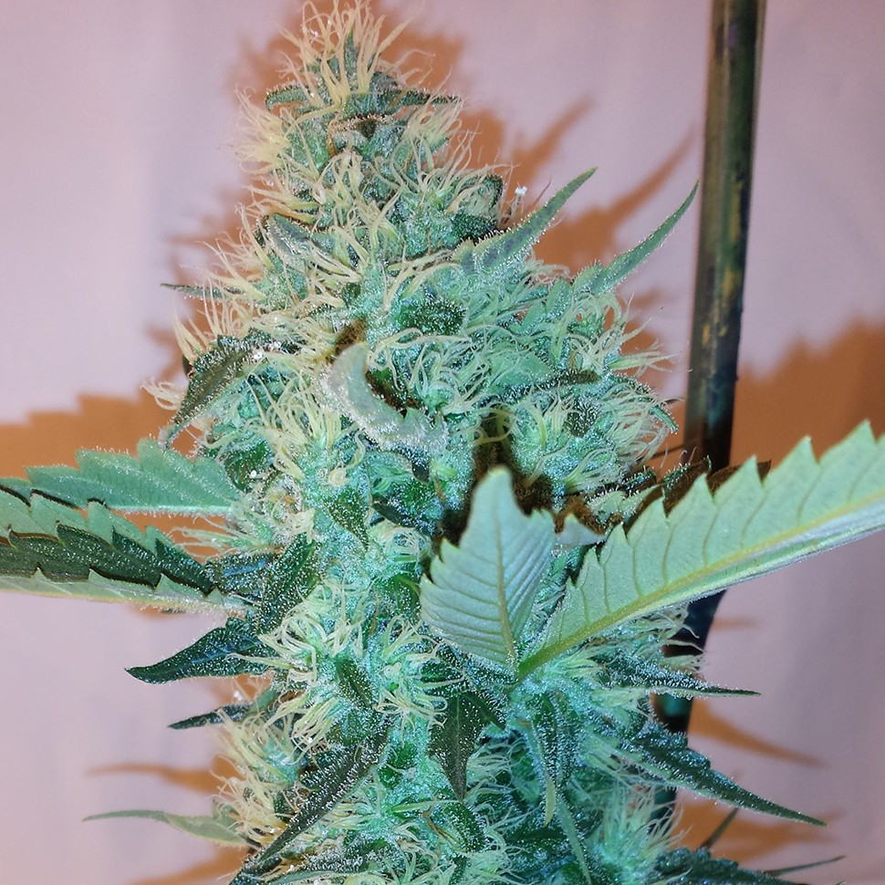 Семена конопли  Hashberry feminised Ganja Seeds