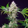 Семена конопли феминизированных сортов Auto Blow Mind feminised Ganja Seeds Семена конопли феминизированных сортов Auto Blow Mind feminised Ganja Seeds