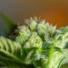 Семена конопли Auto Blow Mind feminised Ganja Seeds Семена конопли Auto Blow Mind feminised Ganja Seeds