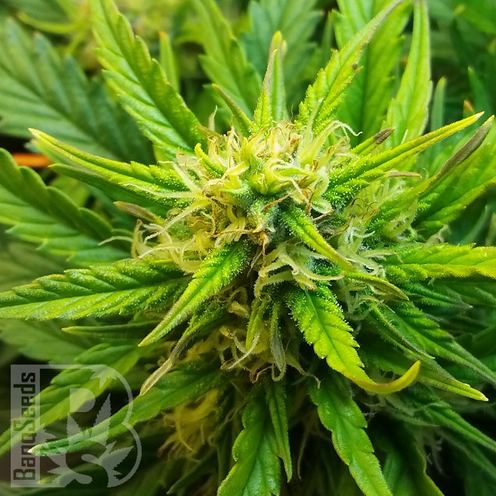 Семена марихуаны  Auto Jet 47 feminised Ganja Seeds