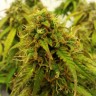 купить семена конопли в оригинальных упаковках Auto Jet 47 feminised