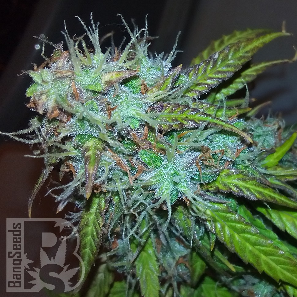 купить семена конопли Auto Jet 47 feminised