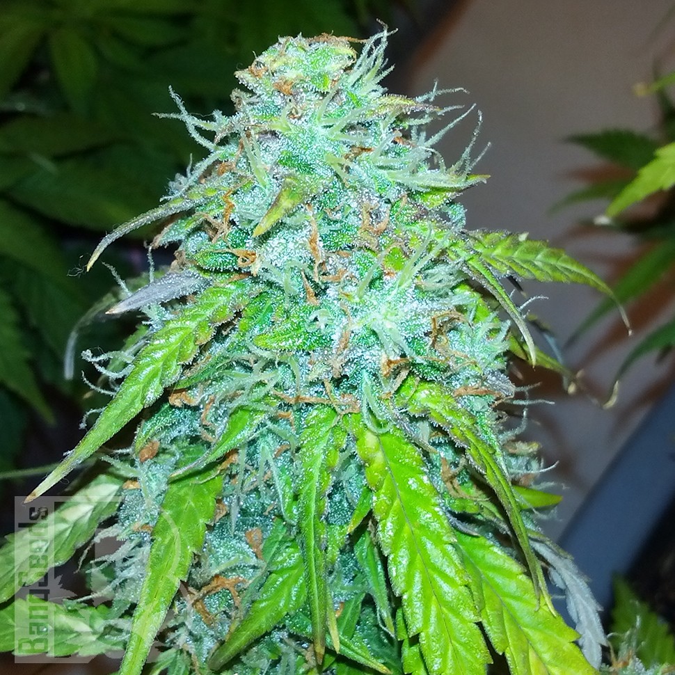 купить семена конопли феминизированные Auto Jet 47 feminised