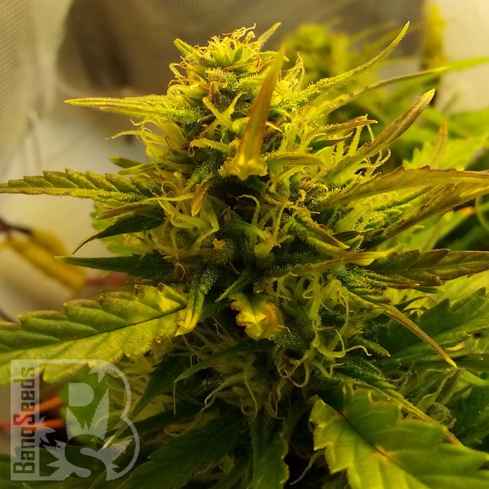 купить семена сортовой конопли Auto Jet 47 feminised