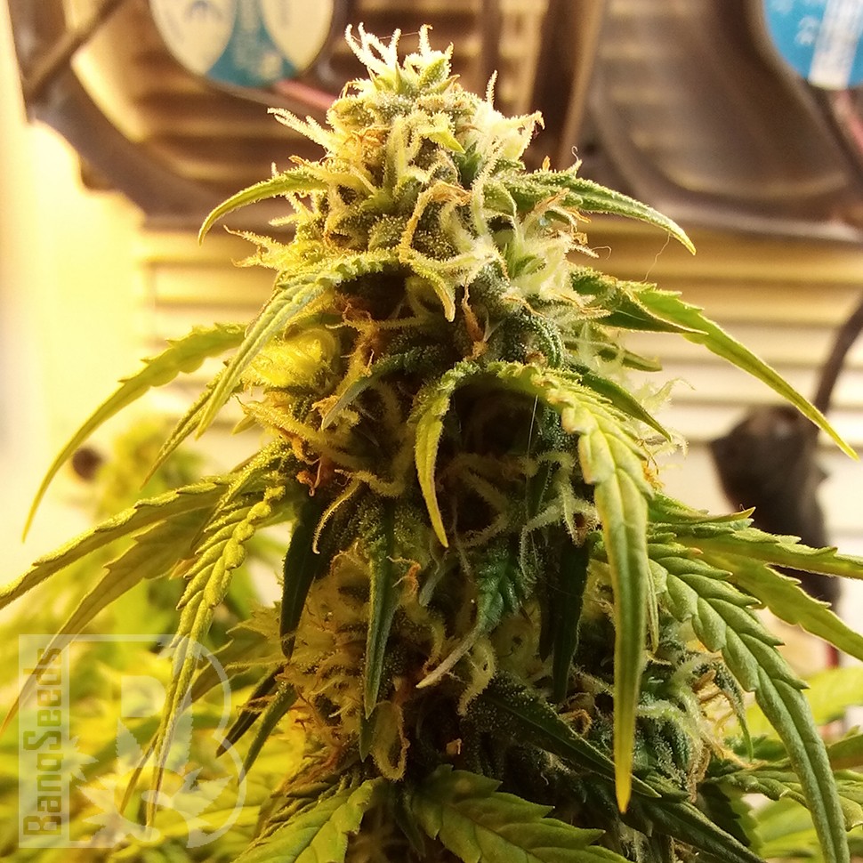  купить урожайные семена конопли Auto Jet 47 feminised