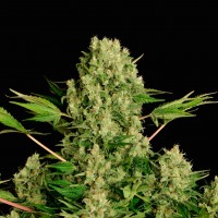 White Russian feminised Ganja Seeds