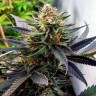 Семена каннабиса  Hawai feminised Ganja Seeds