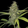 Семена каннабиса  Hawai feminised Ganja Seeds