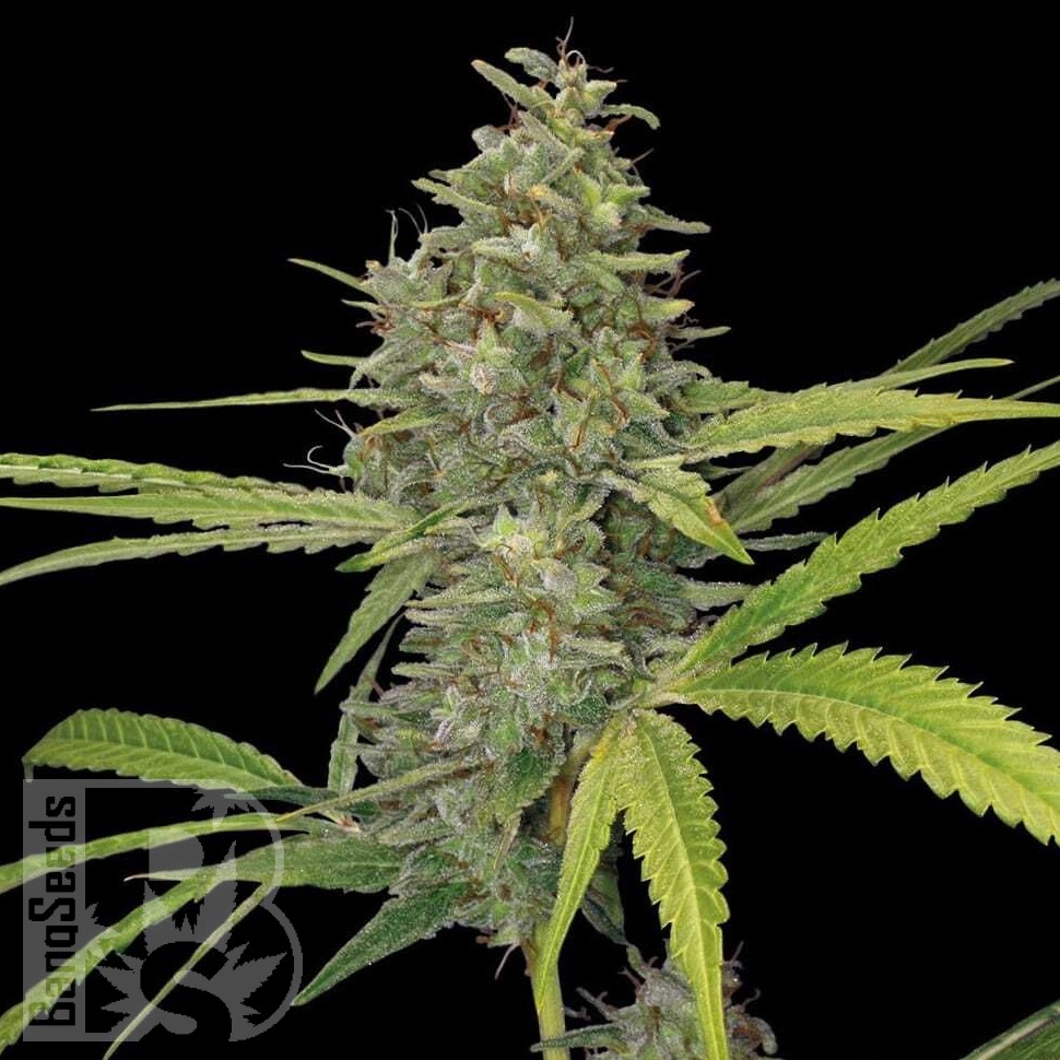 Семена каннабиса  Hawai feminised Ganja Seeds