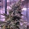 Семена каннабиса  Hawai feminised Ganja Seeds