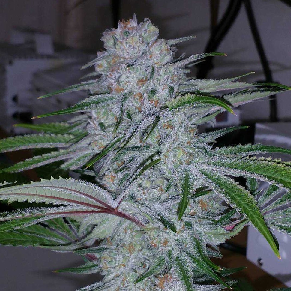 Семена  Auto Becket Ata feminised Bang Seeds