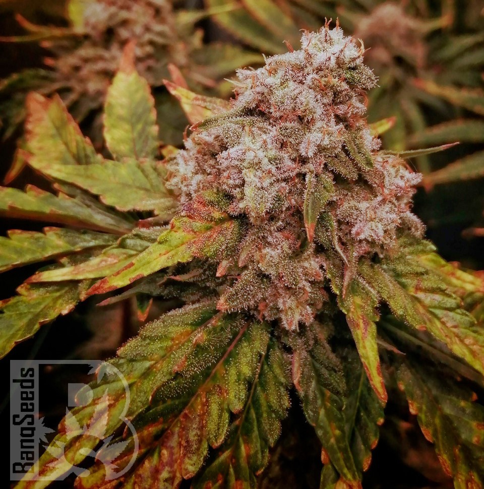 Семена марихуаны  Kun feminised Bang Seeds