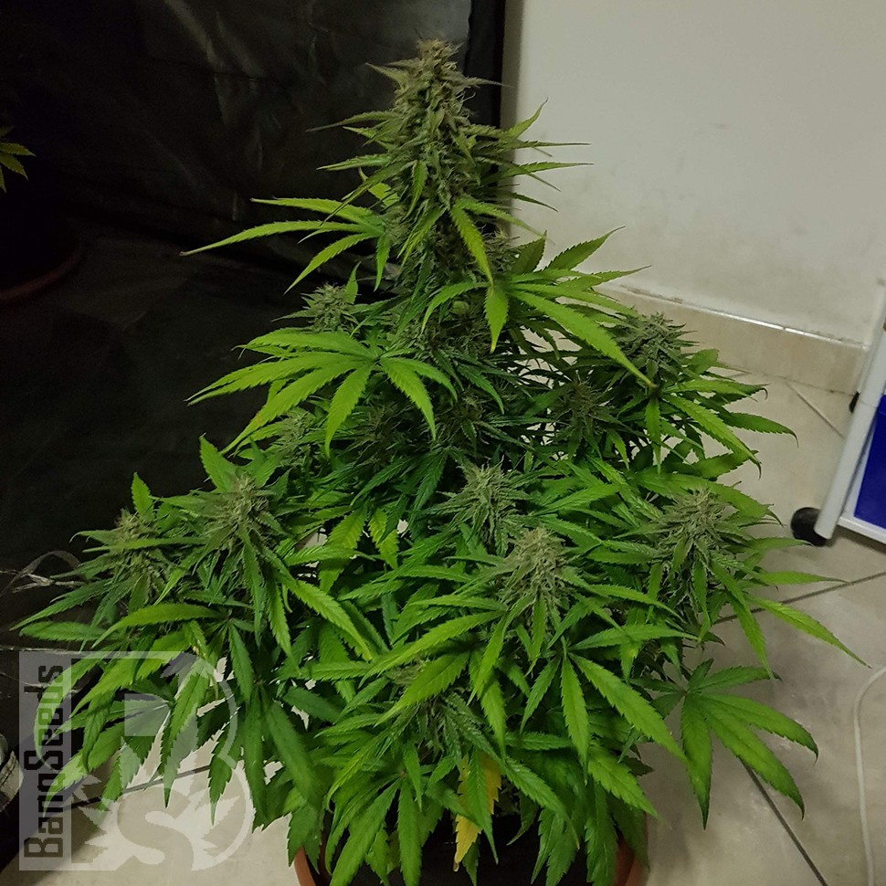 Семена  Auto Lemon Haze feminised Ganja Seeds