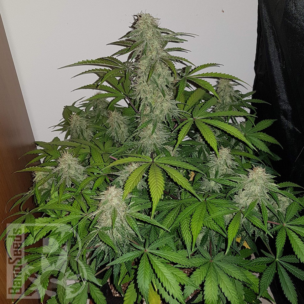 заказать семена конопли Auto Lemon Haze feminised
