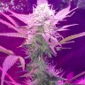 где заказать семена конопли Auto Lemon Haze feminised