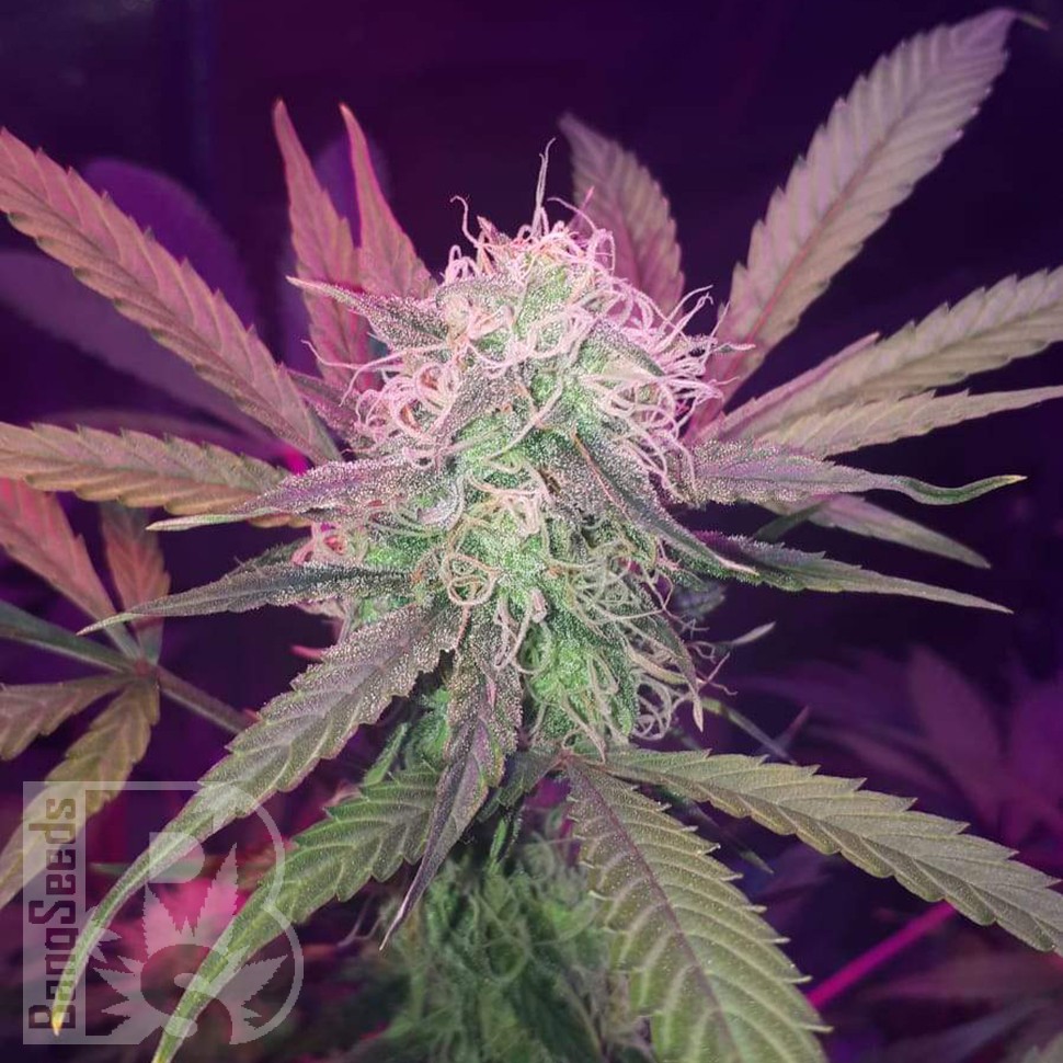 Семена  Auto Lemon Haze feminised Ganja Seeds
