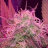 Семена  Auto Lemon Haze feminised Ganja Seeds