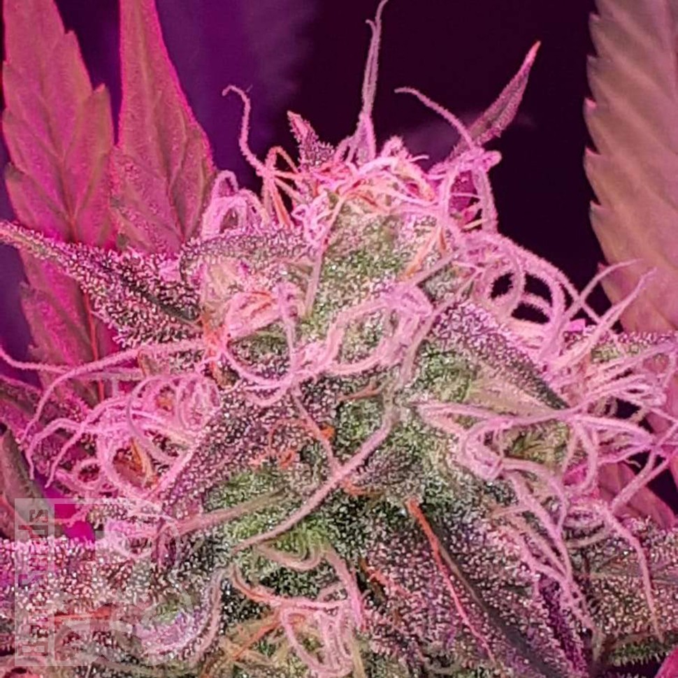 Семена  Auto Lemon Haze feminised Ganja Seeds