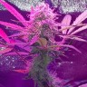 Семена  Auto Lemon Haze feminised Ganja Seeds